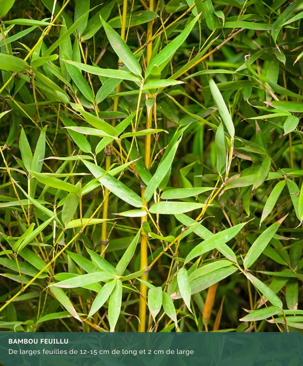 Image du produit 14