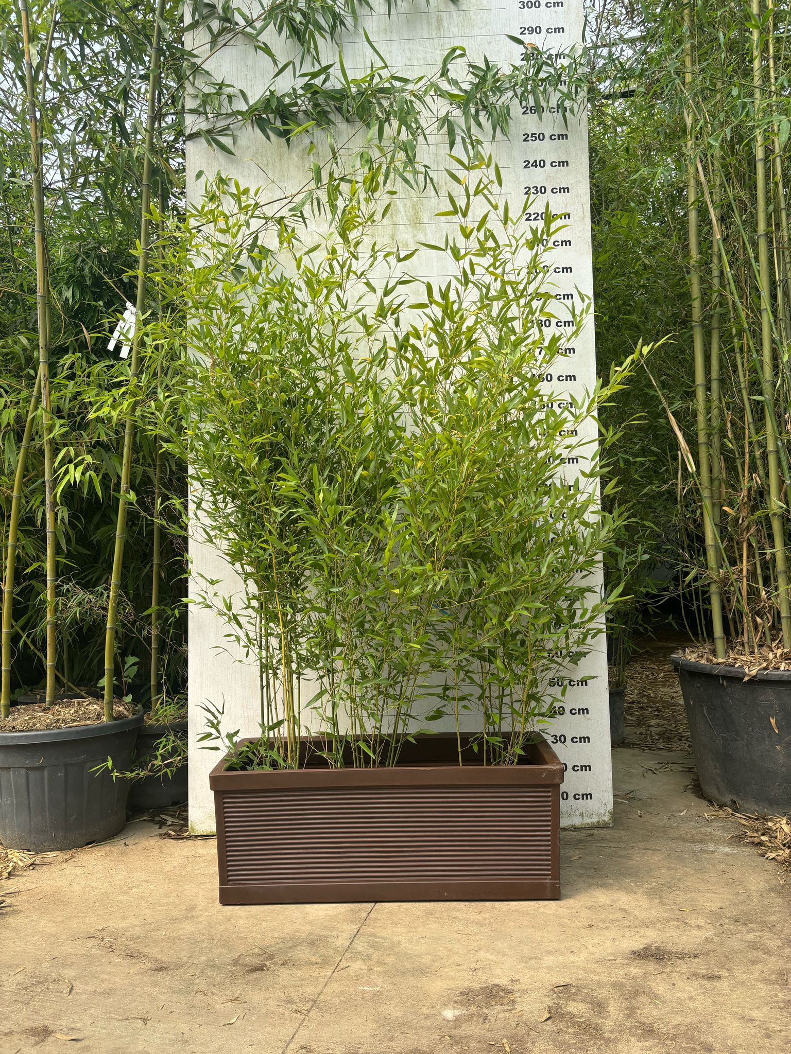 Jardinières